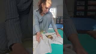 Trunky the Horsefield Tortoise fresh after bath video animals pets happy cute [upl. by Eitnom]