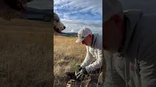 Planting 190 TREES 🌲trees homestead northidaho [upl. by Mascia]