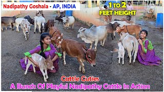 Nadipathy Cattle  1 to 2 Feet Height  miniature trending minicows yt youtube sanatanadharma [upl. by Eimmat639]