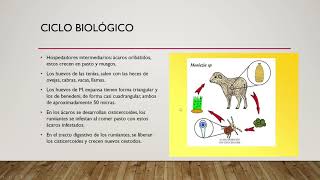 Tema 4 Familia Anoplocephalidae [upl. by Nyberg]