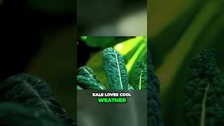 The Ultimate Guide to Growing and Enjoying Kale Unleash the Variety [upl. by Uehttam]