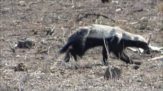 Ratel Mellivora capensis en el Parque Nacional Kruger [upl. by Sato]