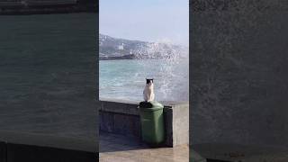 Adorable Heartwarming Pets cat amazingpets funny funypets cute [upl. by Yi]