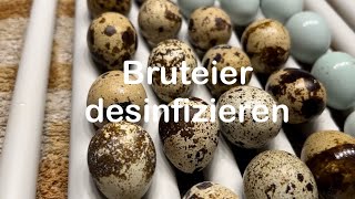 Bruteier desinfizieren  Bruteidesinfektion bei Kunstbrut  Eier säubern  Hühnerhaltung  Hühner [upl. by Euqinue]