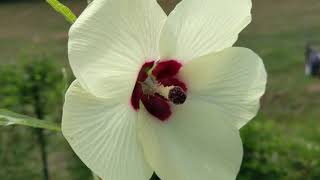 Preventing Cross Pollination in Okra Flowers for Seed Saving [upl. by Mcmahon]