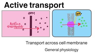 Active transport Transport across cell membrane 3  sodium potassium pump [upl. by Reppiks]