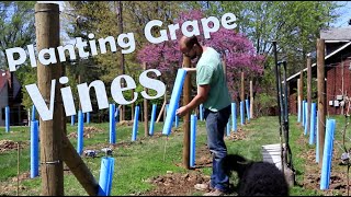 How to Plant Wine Grapes [upl. by Ennairod]