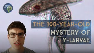 The 100yearold UNSOLVED mystery What are ylarvae [upl. by Robbyn135]