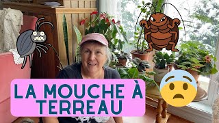 Comment se débarrasser de la mouche à terreau ou sciaride  capsule horticole [upl. by Cence]