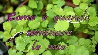 Come e quando SEMINARE le ROSE in modo corretto [upl. by Imrots]