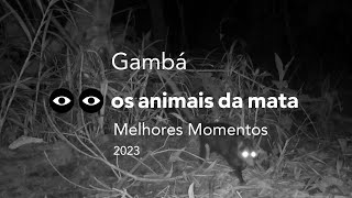 GAMBÁ  Didelphis aurit  MELHORES MOMENTOS  2023 [upl. by Anelam189]