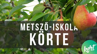 Idős körtefa metszése Kosztka Ernővel  kert TV metsző iskola [upl. by Gerianne]