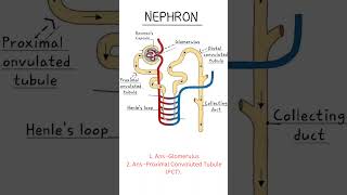 Nephron diagram and question Nephronclass10 KidneyHealth science [upl. by Setsero]