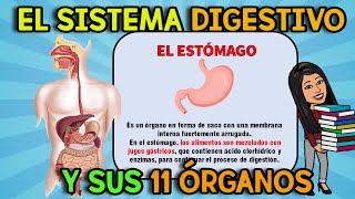 EL SISTEMA DIGESTIVO  SUS PARTES I Resumido [upl. by Aggri368]