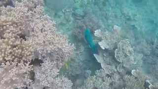 Snorkelling  Blue Pearl Bay Hayman Island Whitsundays [upl. by Wallinga]