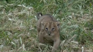 Le zoo de Jérusalem présente deux lionceaux dAsie nés il y a six semaines  AFP [upl. by Hamer820]