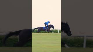 🇬🇧 Rebel’s Romance working up the gallops at Moulton Paddocks a few weeks back🏇 [upl. by Llerej]