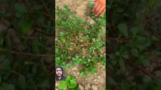 See This Edible Plant A Lot In The Garden gardening garden satisfying vegestables garden [upl. by Pigeon]