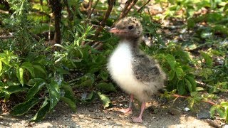 Great Gull Island [upl. by Kelcey]