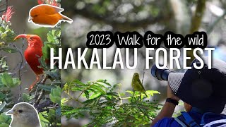 Hakalau forest Witnessing Hawaiian Native Honeycreepers  Big Island Hawaii [upl. by Pentha]