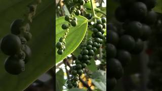 How to Grow Black Pepper Plant at Home plants shorts farming [upl. by Anhoj171]