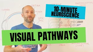 10Minute Neuroscience Visual Pathways [upl. by Karen]