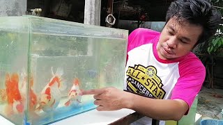 Goldfish care tips  Goldfish breeder  Ryukin Goldfish [upl. by Maryrose604]