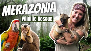 Merazonia Wildlife Rescue  Volunteering at a Wildlife Rehabilitation Centre  Volunteer in Ecuador [upl. by Castle]