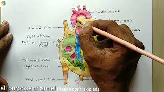 10th class science diagram Heart diagrambiology heart diagram parts of heartheart drawingbiolog [upl. by Ahseer]