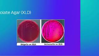 Types of Growth Media in Microbiology [upl. by Fawna102]