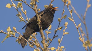 Oiseau qui Chante Le Chant du MERLE NOIR [upl. by Kcajyllib]