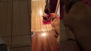 Playtime part 3 with the bullyssmokestormbullys doglover amercianbully tribully [upl. by Yelats264]