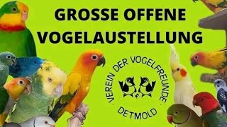 Alle Gouldamadinen auf der grossen offenen Vogelausstellung in Detmold 2022 [upl. by Clift]