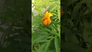 MarigoldTagetes । गेंदे का फूल। asteraceae family plant [upl. by Naugal]