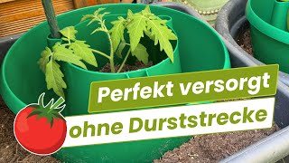 🍅 Nie mehr durstige Tomatenpflanzen im Kübel oder Beet [upl. by Agbogla683]