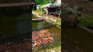 Ikan nya dalam kolam siapa yg penggen sini merapat cianjur tanjung koi [upl. by Mallis648]