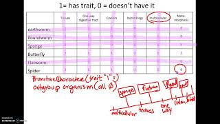 325 AP18 How to make a Cladogram [upl. by Negah377]