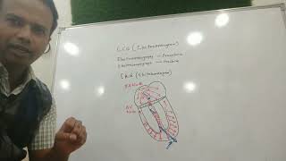 ECG made simple part 1  Basics Waves segment interval in Hindi [upl. by Aileme]