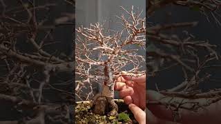 Próximo vídeo restructuración bonsai olmo chino olmo parvifolia [upl. by Merta]