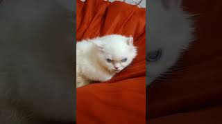 Angry 😡 kitty muffin cat kitten funnycats cute funny catlover mumumuffin [upl. by Merriman654]