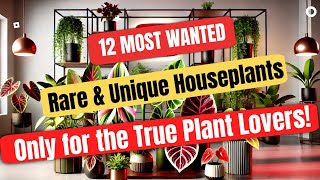 12 Rare Houseplants of 2024 Most Rare and Unique Collection [upl. by Eisned]