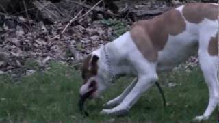 PIT BULL KILLS COBRA NEW Graphic Content NEW [upl. by Ahseral]