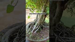 Bonsai Kaliandra Surinamensis Sedang Berbunga shorts bonsai art [upl. by Birdt]