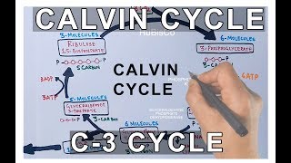 Photosynthesis  Calvin Cycle [upl. by Filide]