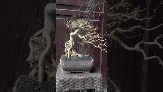 How to Repotting Bonsai  Bonsai by jaberbonsai bonsai shorts wrightiareligiosa [upl. by Jeanna]