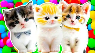 TAHAN TAWA😂 1 Jam Video Kucing Lucu Banget Bikin Ngakak Terbaru 2024  Kucing Lucu Tik tok [upl. by Aivon170]