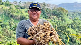 Contractor Nalugi Dati Marangyang Buhay Ngayon Nagdadamo nalang sa Farm  Paano mag Tanim ng Luya [upl. by Virnelli]