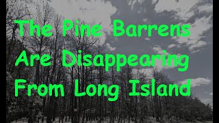 The Long Island Pine Barrens Are Dying Quickly Due To Beetle Infestations [upl. by Lasorella515]