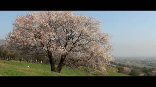 h374 Saio Ippon Sakura 才尾の一本桜 HD [upl. by Dominik131]