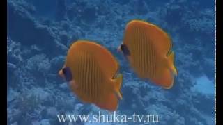 Рыбы бабочки Красного моря Butterflies Fish Red Sea [upl. by Melda]